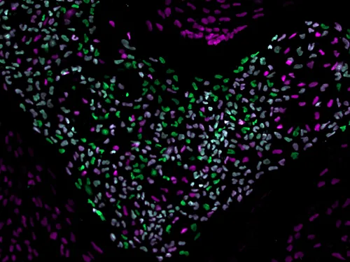 Image of cells in lab